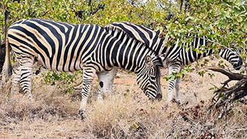 Zebre al Kruger